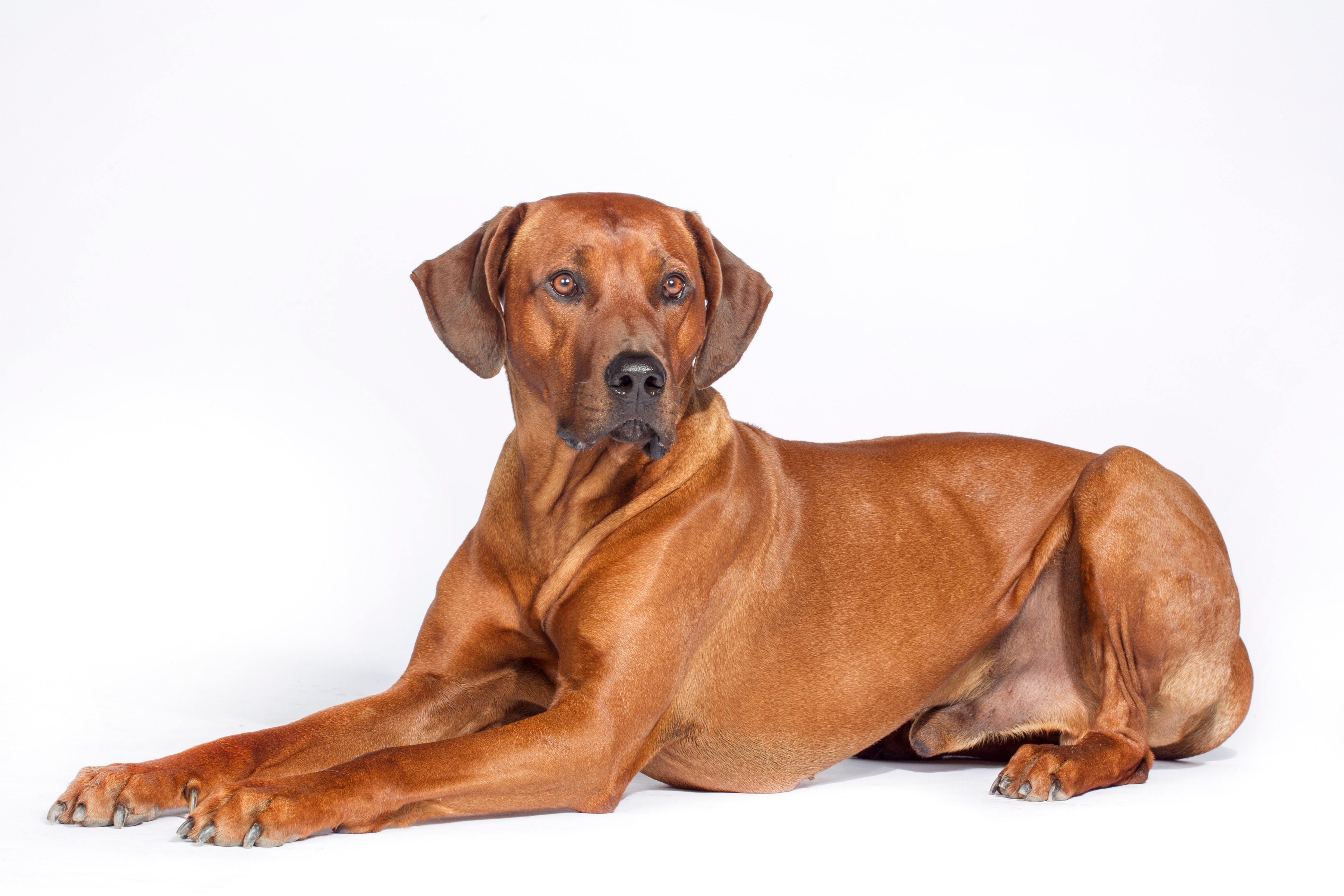 Shops breeds similar to rhodesian ridgeback